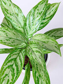 Aglaonema