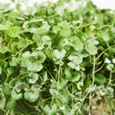 Dichondra Repens Silver Falls