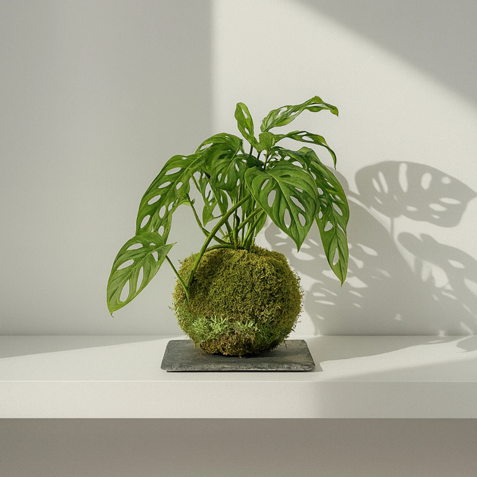 monstera adansonii kokedama Kokedama Monstera Adansonii