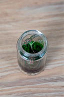 Mini Terrario plantas (9,5x4,5cm)