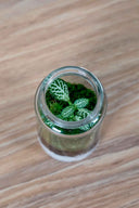 Mini Terrario plantas (9,5x4,5cm)