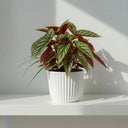 Begonia Maculata (begonia de lunares), una planta de interior de hoja fresca y sana · La Plantisserie