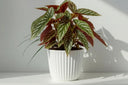 Begonia Maculata (begonia de lunares): la guía de cuidados definitiva - La Plantisserie