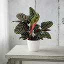 Calathea Ornata (planta cebra): cuidados y luz - La Plantisserie