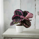 Calathea Roseopicta, ejemplo de calathea con hojas de dibujo rosado y verde · La Plantisserie