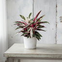 Calathea Triostar: cuidados, luz y cómo no perder el rosa - La Plantisserie