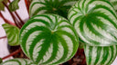 ¿Cuáles son los cuidados de la Peperomia Argyreia? - La Plantisserie