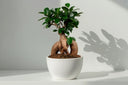 Ficus Ginseng: la guía de cuidados definitiva (riego, luz, tamaños y terrario) - La Plantisserie