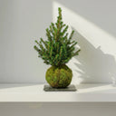 Abeto de Navidad en kokedama (bola de musgo), un árbol de Navidad natural y reutilizable · La Plantisserie