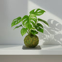 Kokedama de Monstera en bola de musgo, regalo de empresa botánico de La Plantisserie