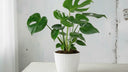 Monstera Deliciosa o Costilla de Adán con hojas perforadas de La Plantisserie
