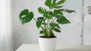 Monstera Deliciosa (Costilla de Adán): cuidados, agujeros y propagación - La Plantisserie