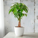Plantas de la suerte para regalar: la Pachira o árbol del dinero · La Plantisserie