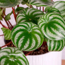 ¿Cuáles son los cuidados de la Peperomia Argyreia?