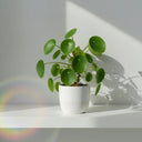 Pilea Peperomioides: cuidados y propagación (planta china del dinero) - La Plantisserie