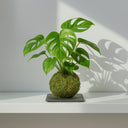 Regalos de empresa originales: plantas, kokedamas y rosas eternas - La Plantisserie