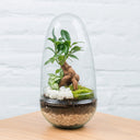 Regalos de Navidad de empresa: ideas originales y sostenibles - La Plantisserie