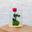 ¿Qué es la rosa eterna?