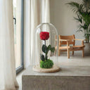 Guía completa de la rosa eterna: qué es, cómo cuidarla y por qué dura años