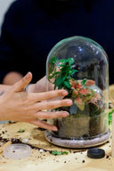 ¿Cómo cuidar los terrarios de plantas?