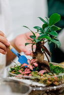 Montaje de un terrario de plantas en cristal de La Plantisserie