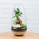 Terrario de plantas Jungle World, regalo de empresa botánico de La Plantisserie