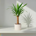 Yucca de interior: cuidados, riego, luz y poda (guía definitiva) - La Plantisserie