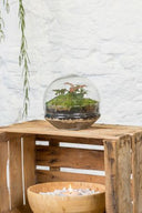 Terrario plantas Gout XL (20x20cm)