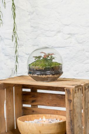 Terrario plantas Gout XL (20x20cm)