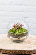 Terrario plantas Gout XL (20x20cm)