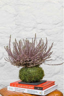 Kokedama Brezo