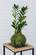 Kokedama Zamioculca