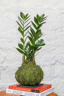 Kokedama Zamioculca