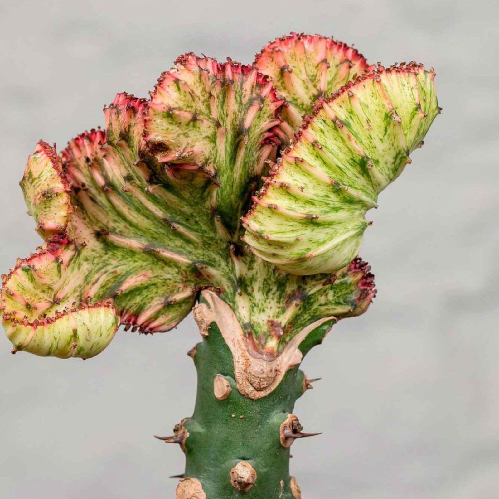 Euphorbia Lactea Cristata
