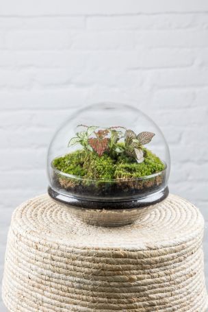 Detalle de las plantas dentro del terrario Gout XL
