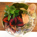 Terrario plantas Greener (28x28cm)