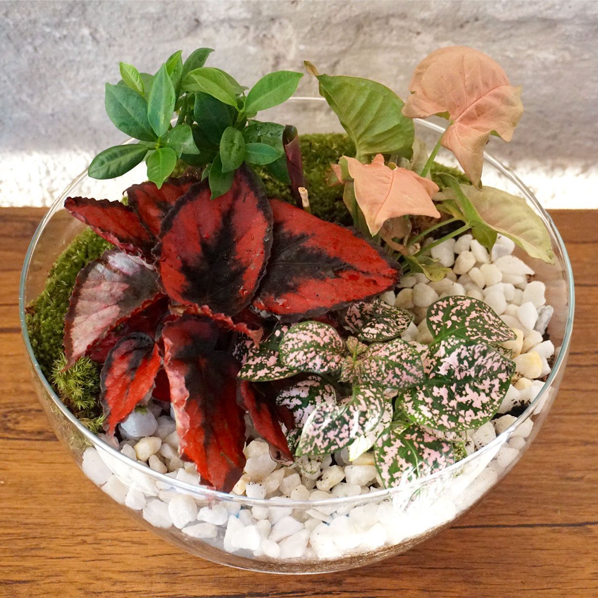 Terrario plantas Greener (28x28cm)