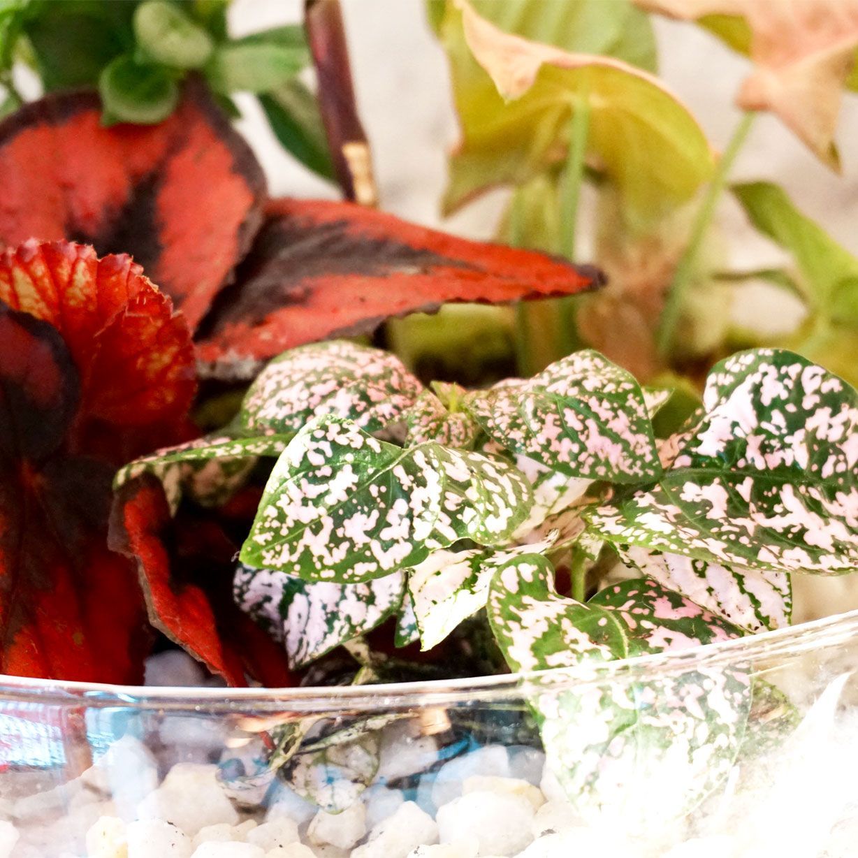 Terrario plantas Greener (28x28cm)