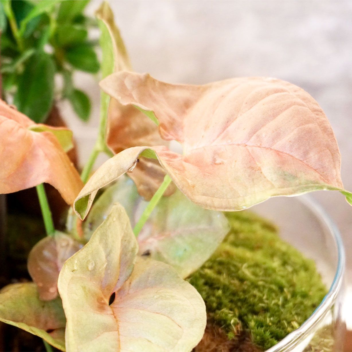 Terrario plantas Greener (28x28cm)