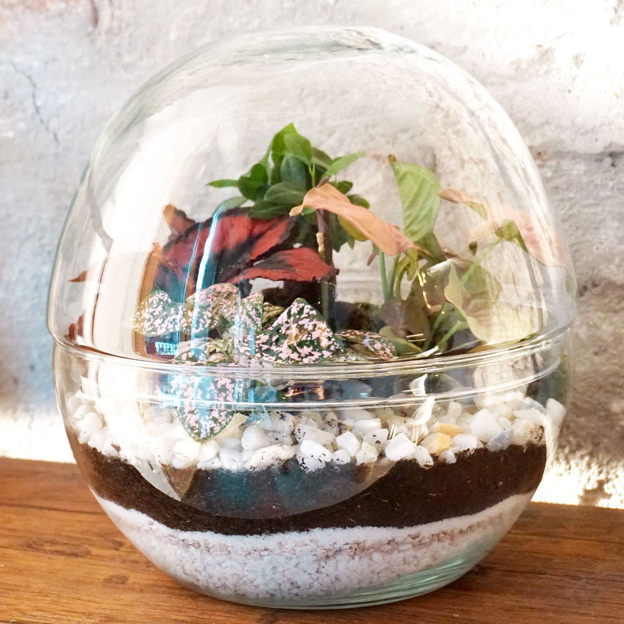 Terrario plantas Greener (28x28cm)