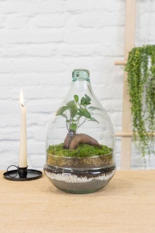 Detalle de las plantas dentro del terrario Goti