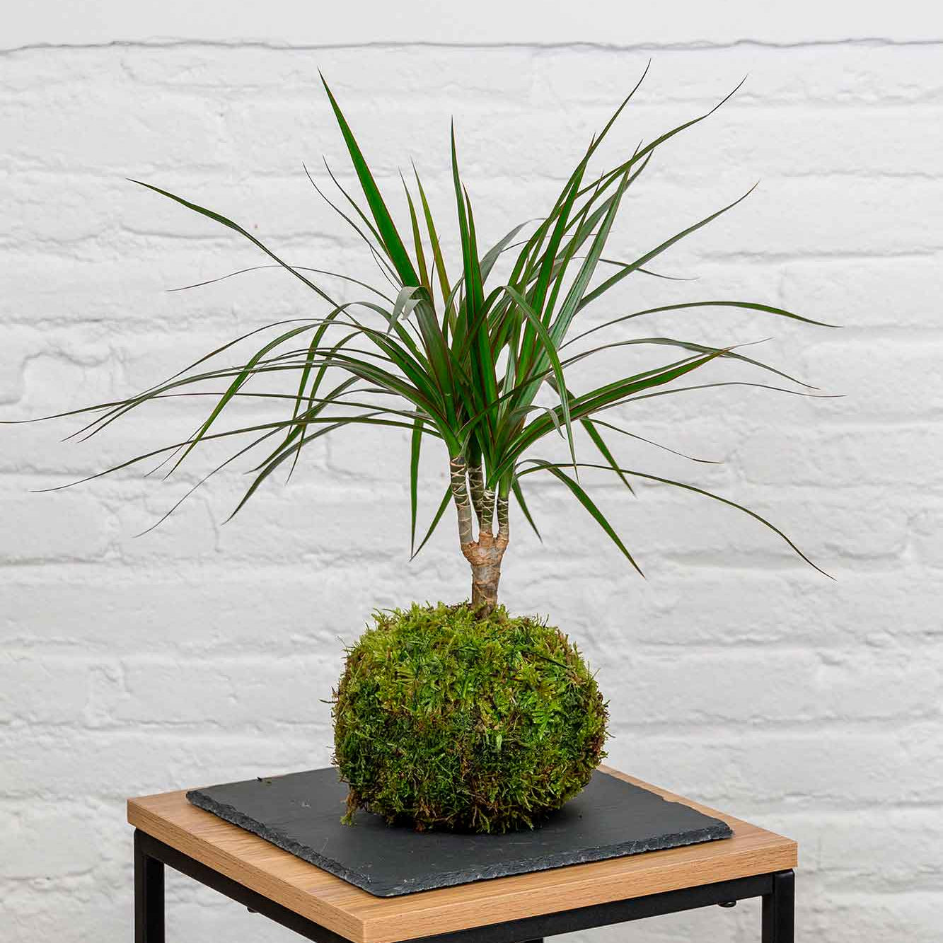 Kokedama Dracaena Marginata
