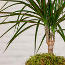 Kokedama Dracaena Marginata