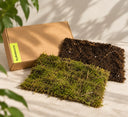 Lámina de musgo vivo natural para kokedama