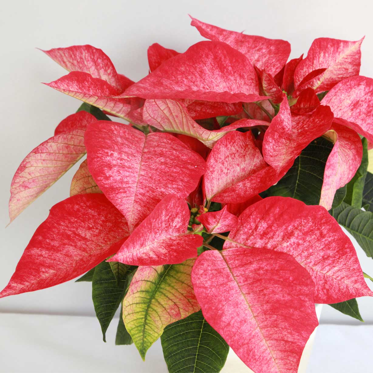 Flor De Pascua Zebrada