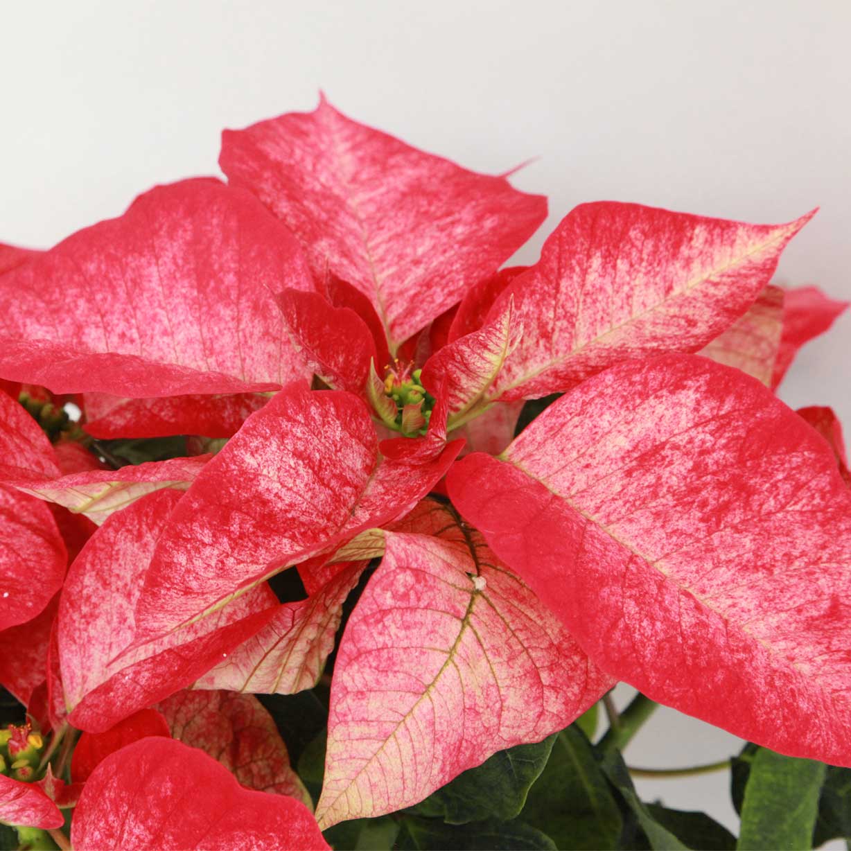 Flor De Pascua Zebrada