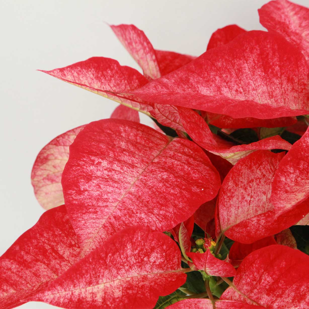 Flor De Pascua Zebrada