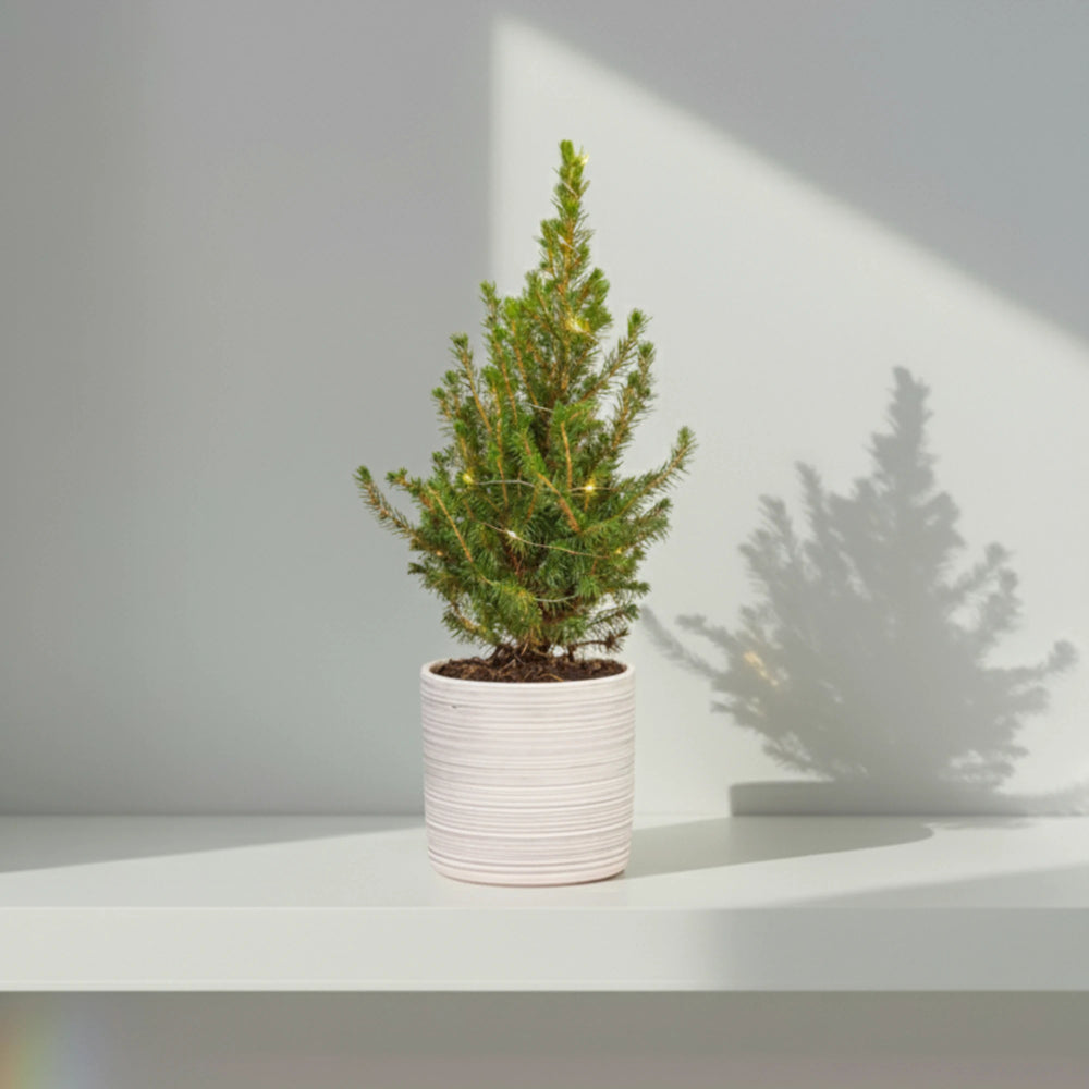 Abeto de Navidad natural en maceta · La Plantisserie