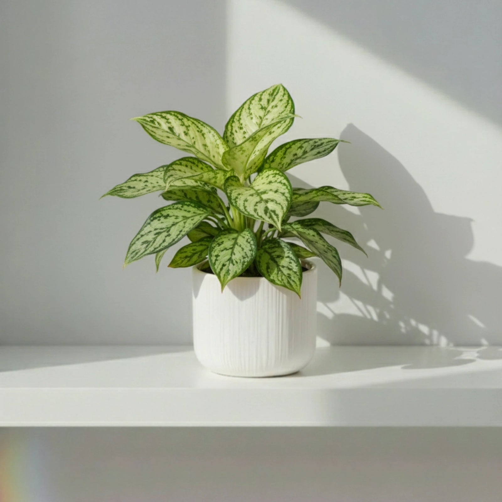 aglaonema riego Aglaonema