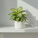 Plantas resistentes